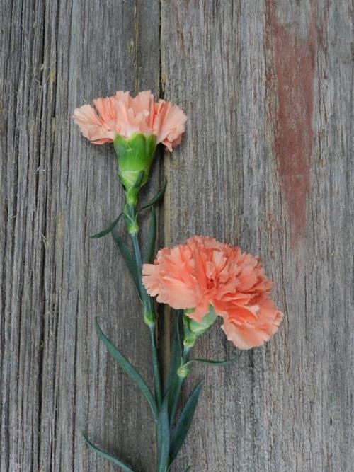 SOLEX ORANGE CARNATIONS